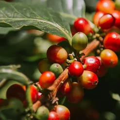 Kawa ziarnista Le Cafe Espresso, 250 g, intensywność 4/5