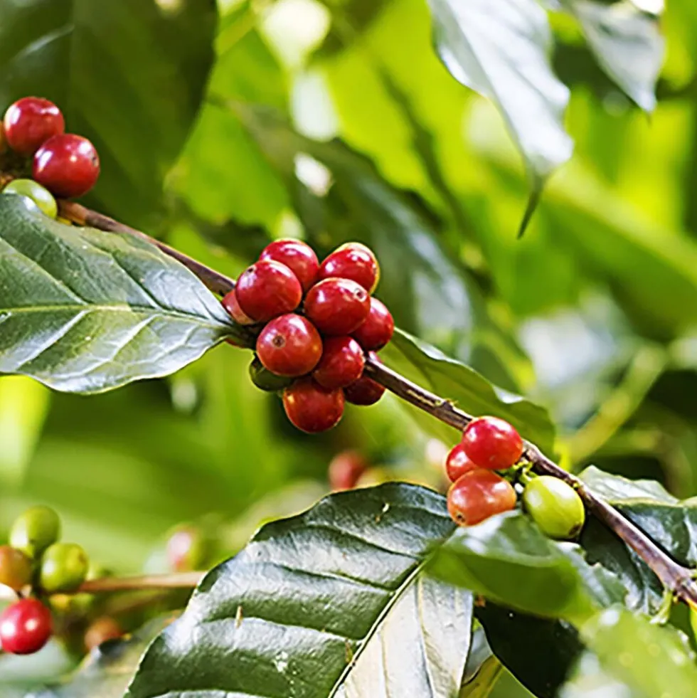 Kawa ziarnista Le Cafe Espresso, 1 kg, intensywność 4/5